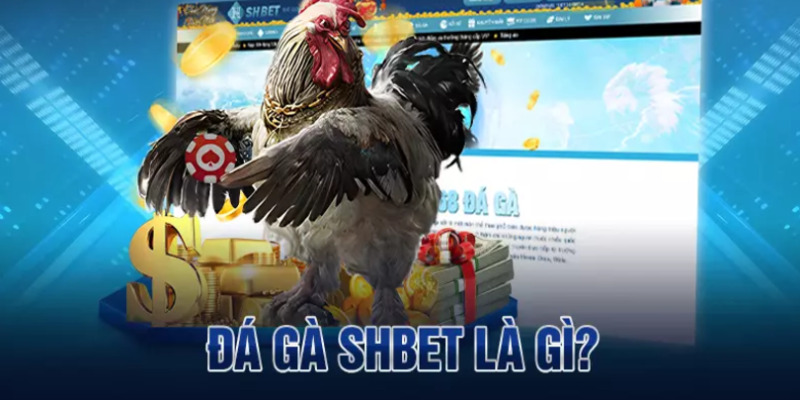 Giới thiệu về đá gà tại Shbet cực chuẩn