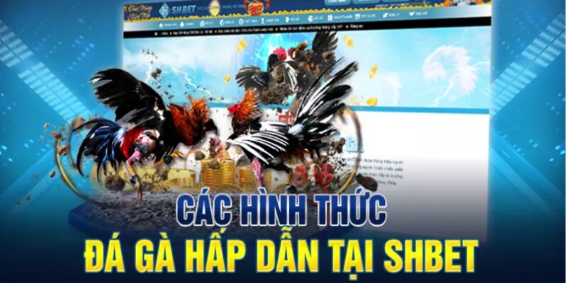 Các loại hình cá cược đá gà tại Shbet