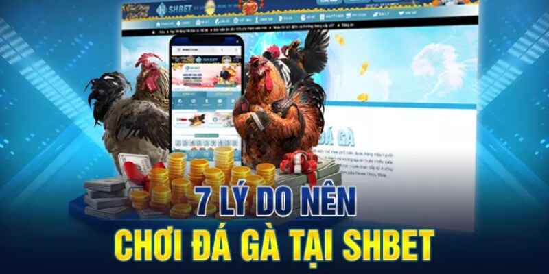 Lý do nên chọn cá cược đá gà tại Shbet